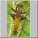 Libellula depressa - Plattbauch w01.jpg